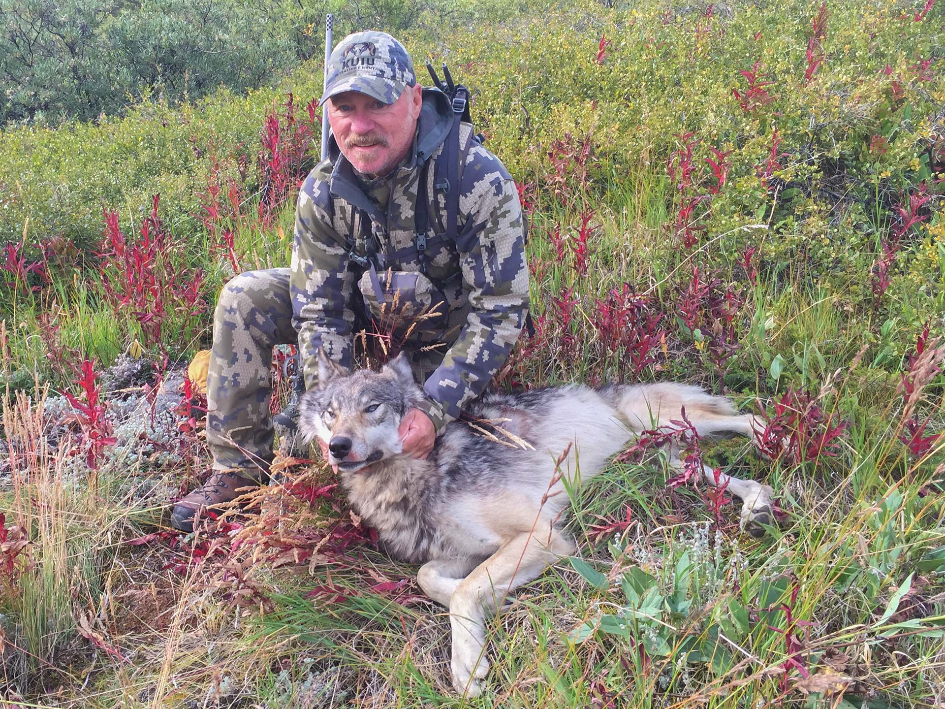 Yukon Wolf Hunting